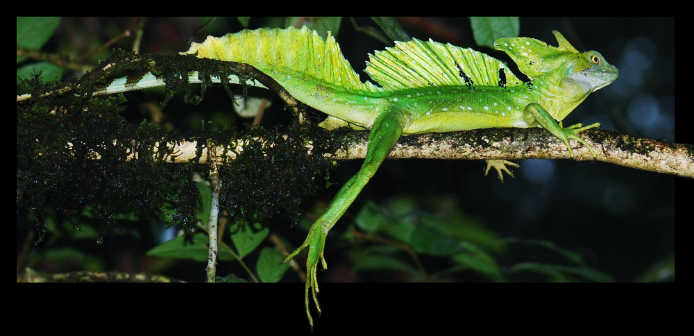 Basiliscus plumifrons (Grüner Basilisk, Costa Rica)