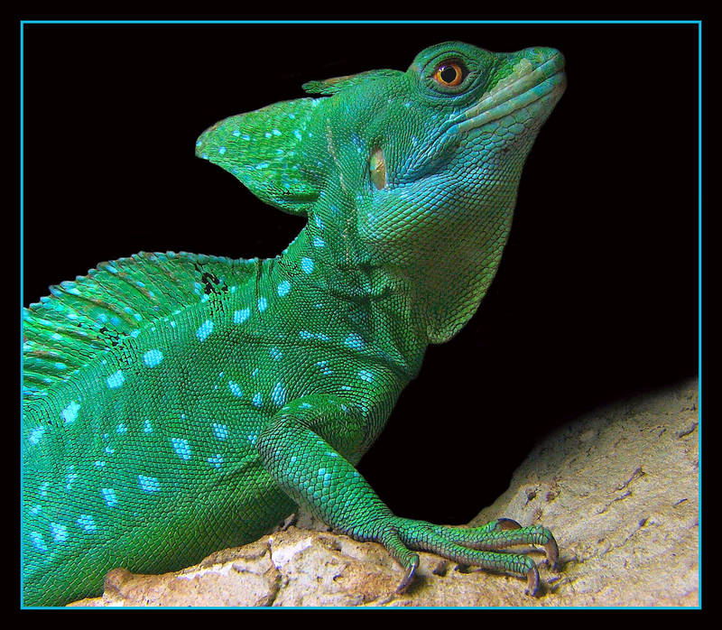 Basiliscus plumifrons - male