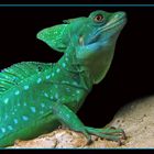 Basiliscus plumifrons - male