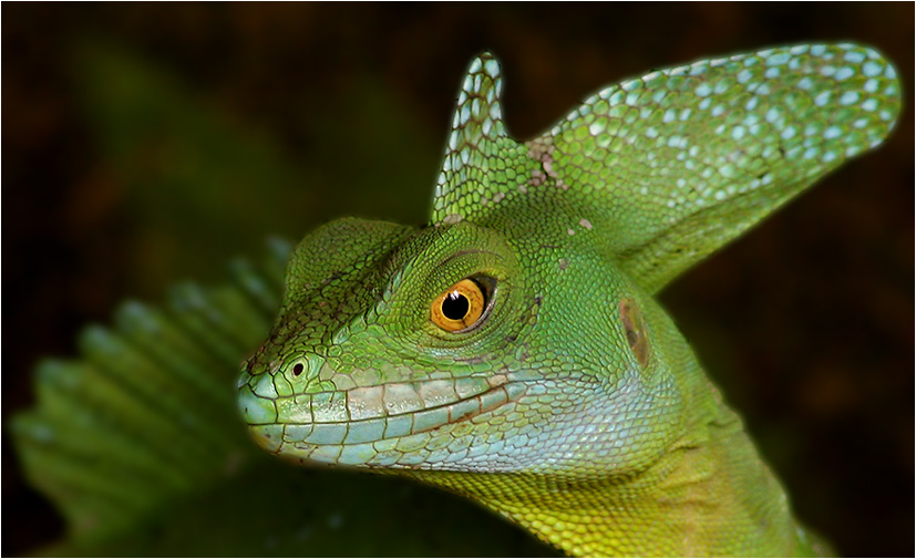 Basiliscus plumifrons oder auch