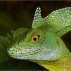 Basiliscus plumifrons oder auch