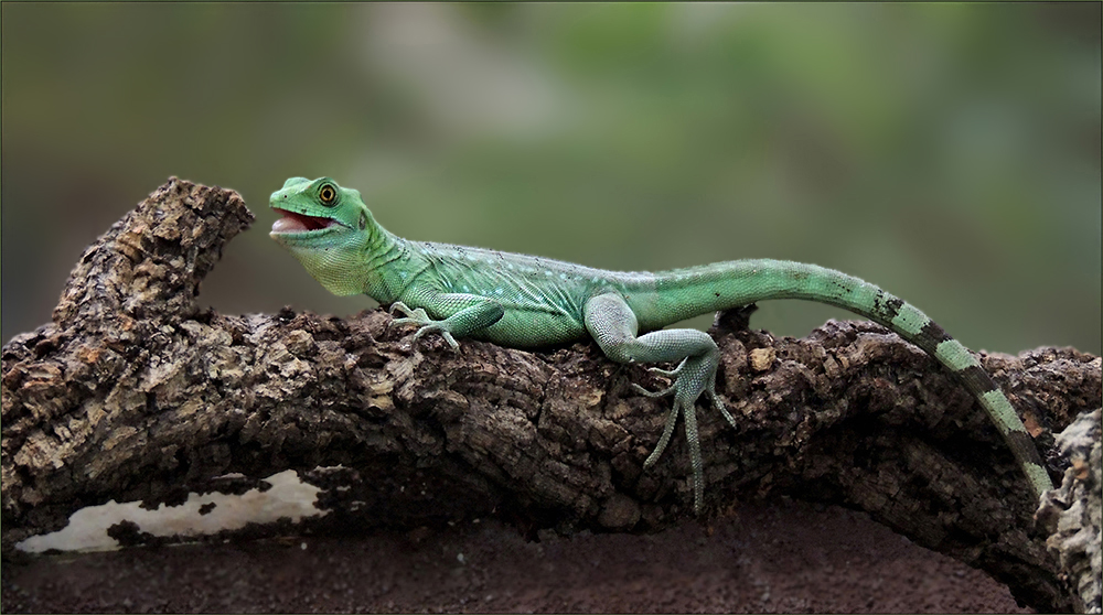 Basiliscus plumifrons - Stirnlappenbasilisk