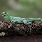 Basiliscus plumifrons - Stirnlappenbasilisk