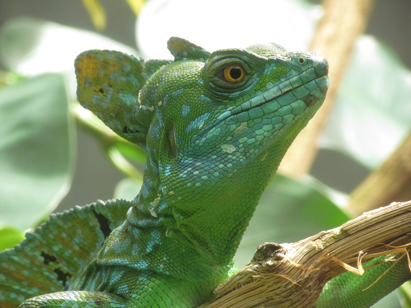 Basilisk Foto & Bild tiere, zoo, wildpark & falknerei, amphibien