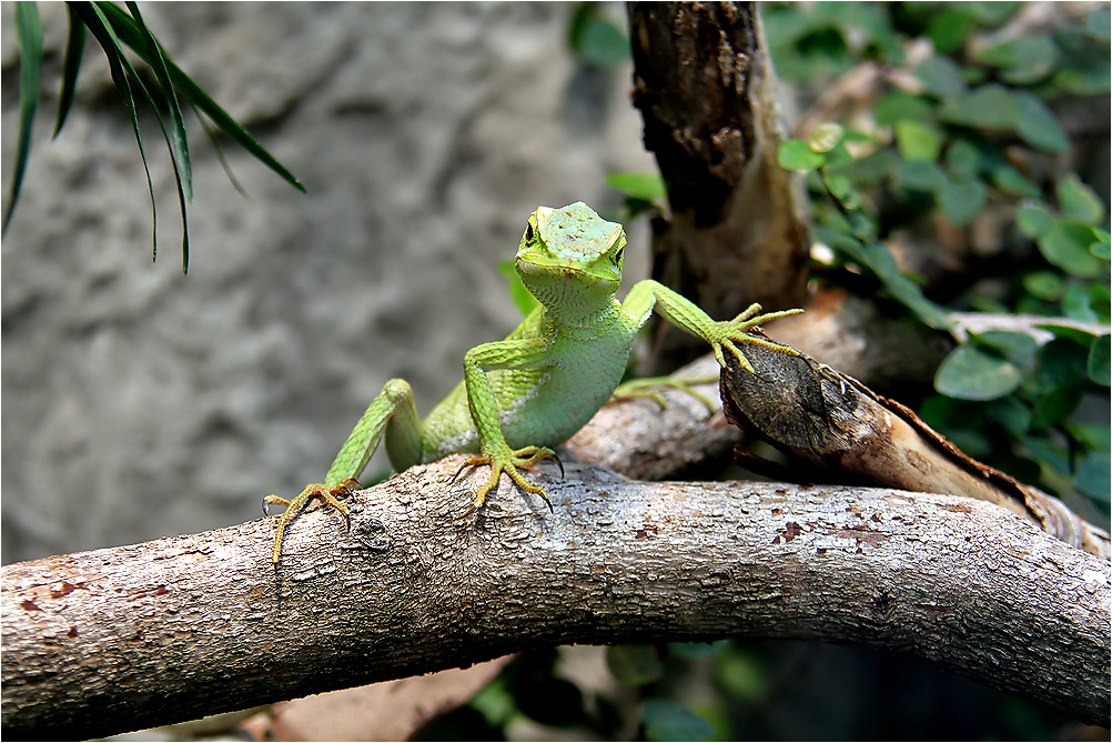 Basilisk Foto Bild Tiere Zoo Wildpark Falknerei Amphibien Reptilien Bilder Auf Fotocommunity