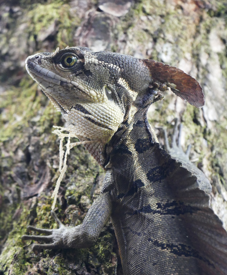 Basilisk auf der Halbinsel Osa