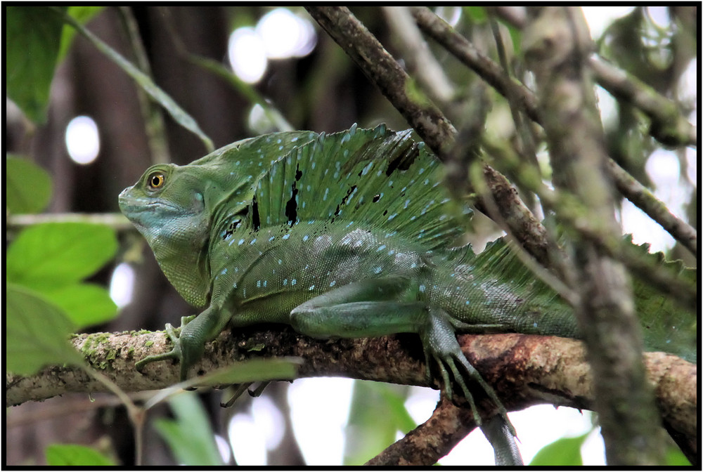 Basilisk Foto & Bild tiere, wildlife, amphibien & reptilien Bilder