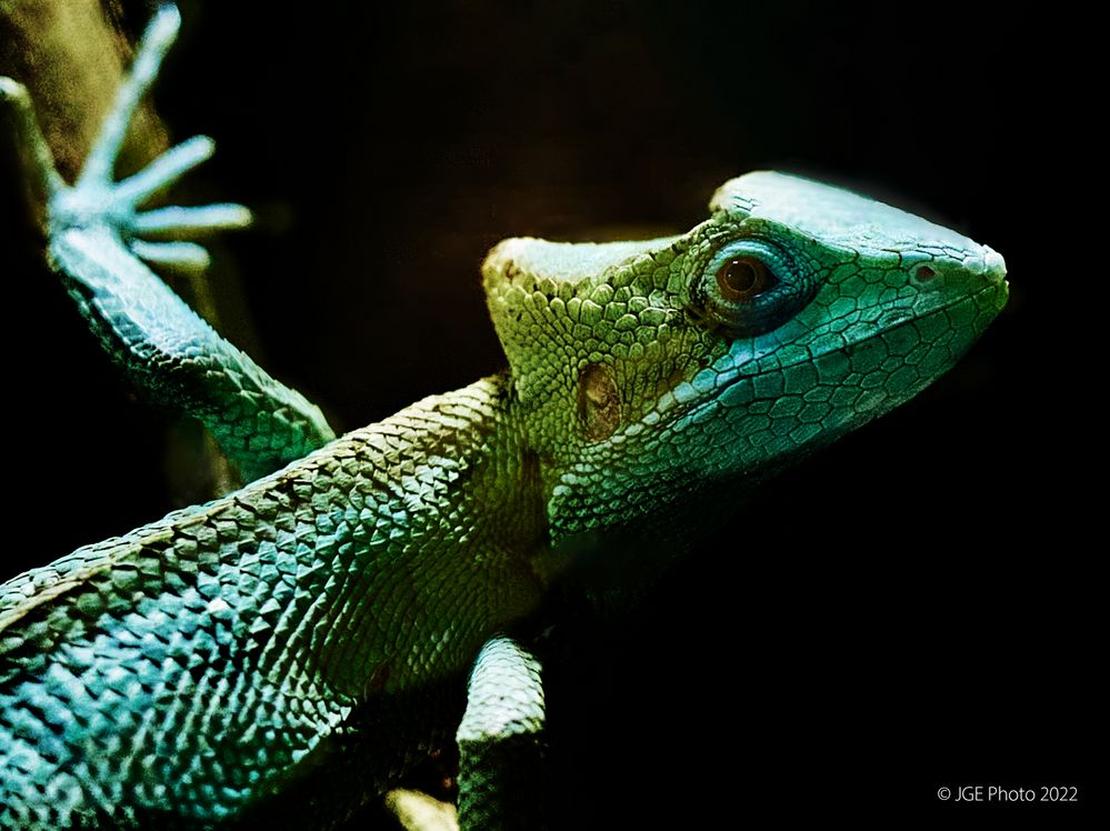 Basilisk CapBluePhoto