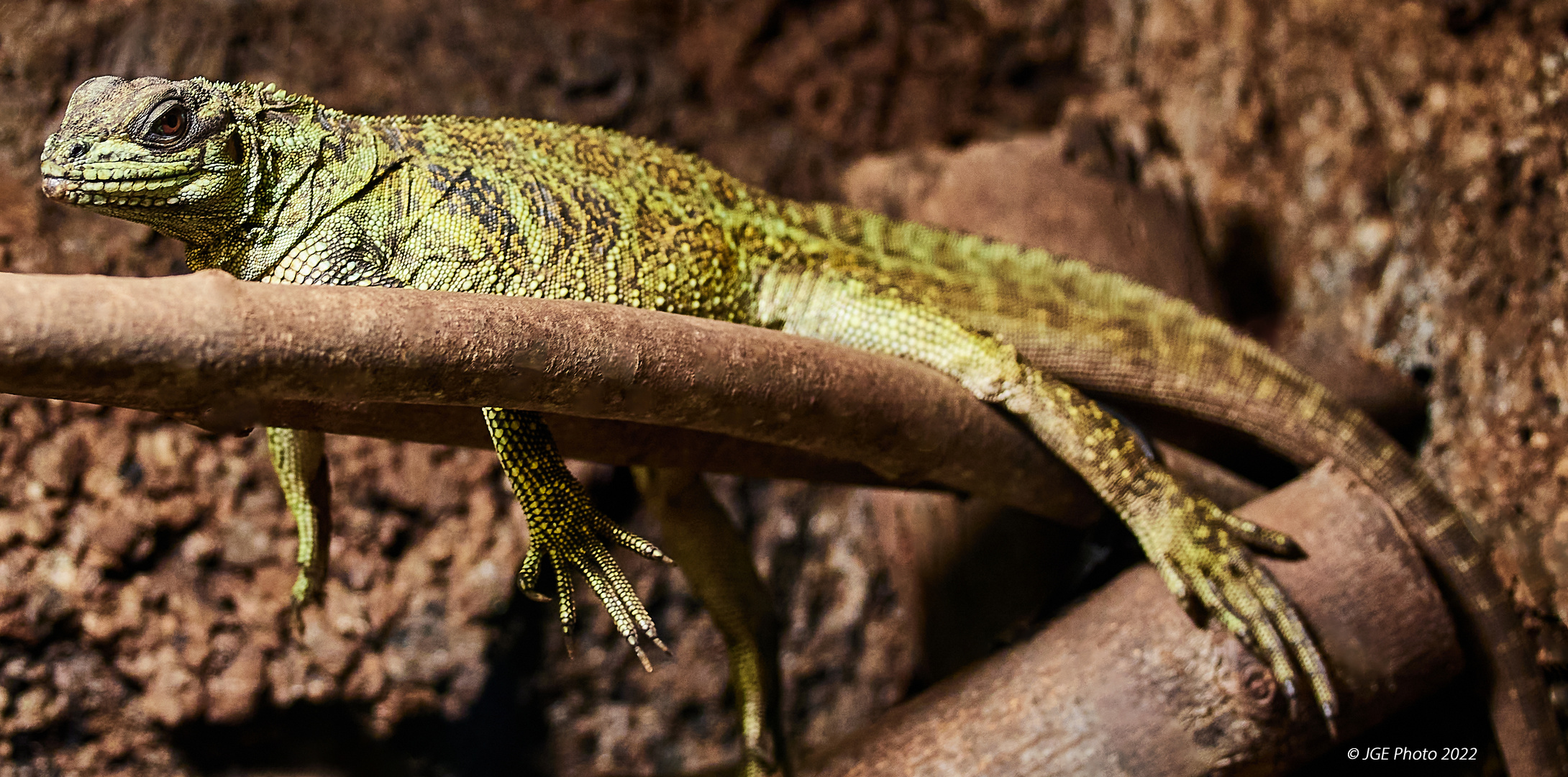 Basilisk beim Ausruhen