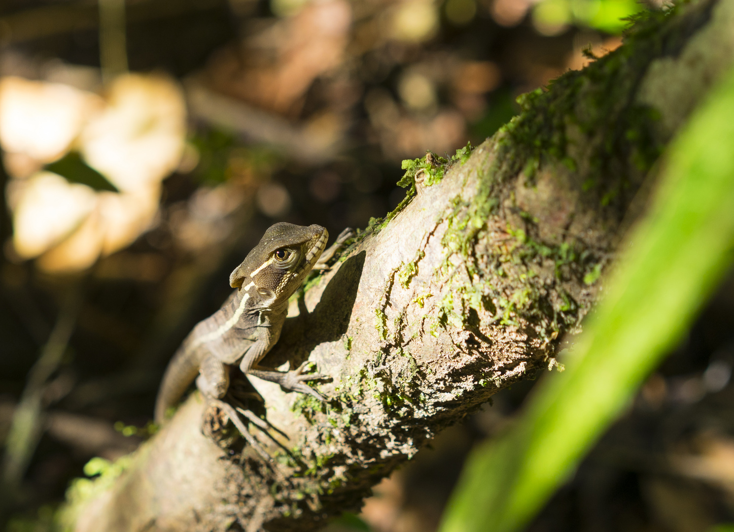 Basilisk Costa Rica