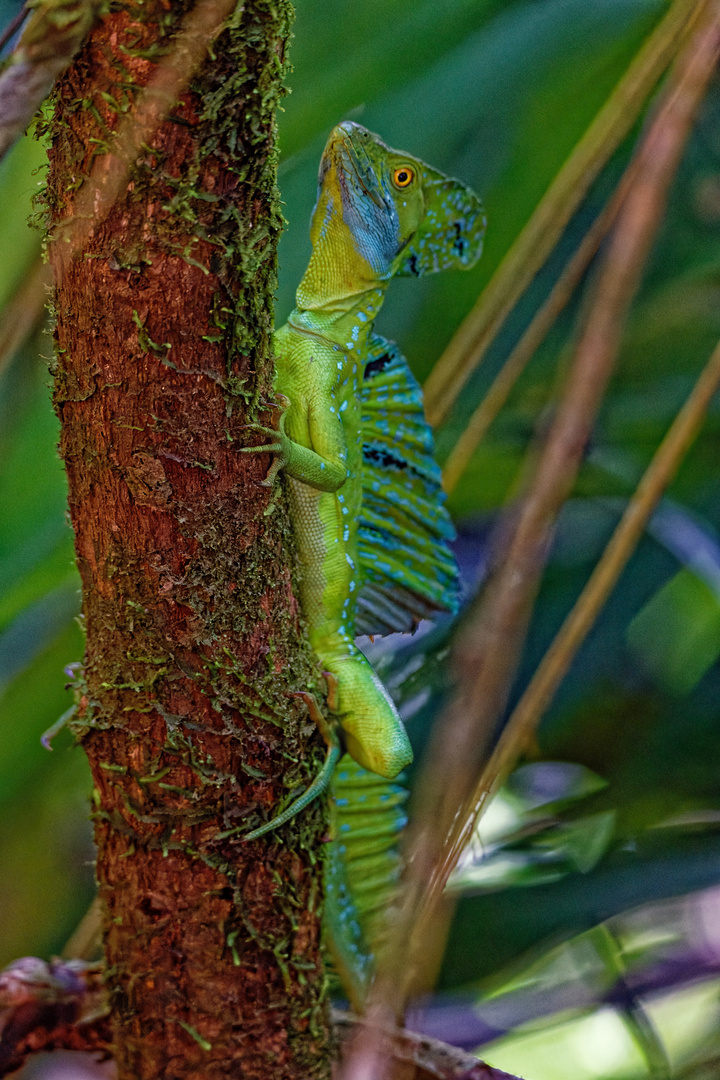 Basilisk Foto & Bild | north america, central america, tiere Bilder auf ...