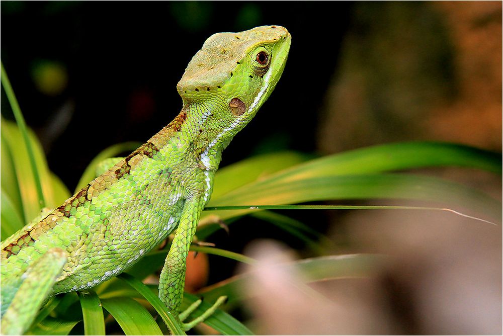 Basilisk im Grünen