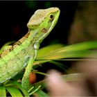 Basilisk im Grünen