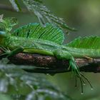 Basilisk im Regen