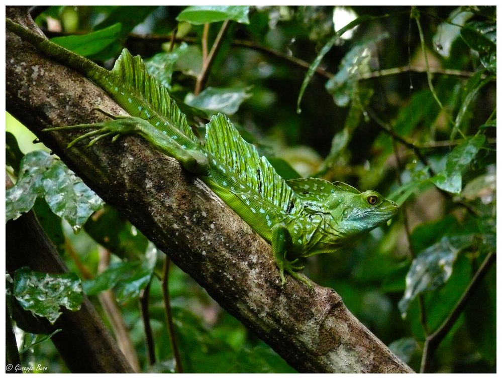 Basilisk in Costa Rica