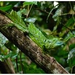 Basilisk in Costa Rica