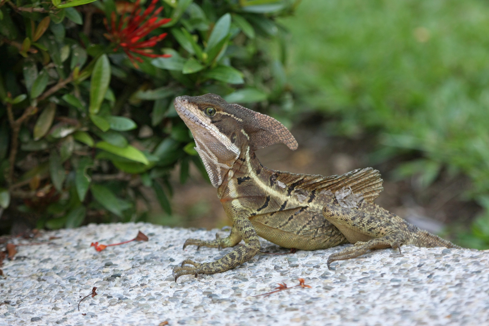 Basilisk_1 Foto & Bild north america, central america, tiere Bilder