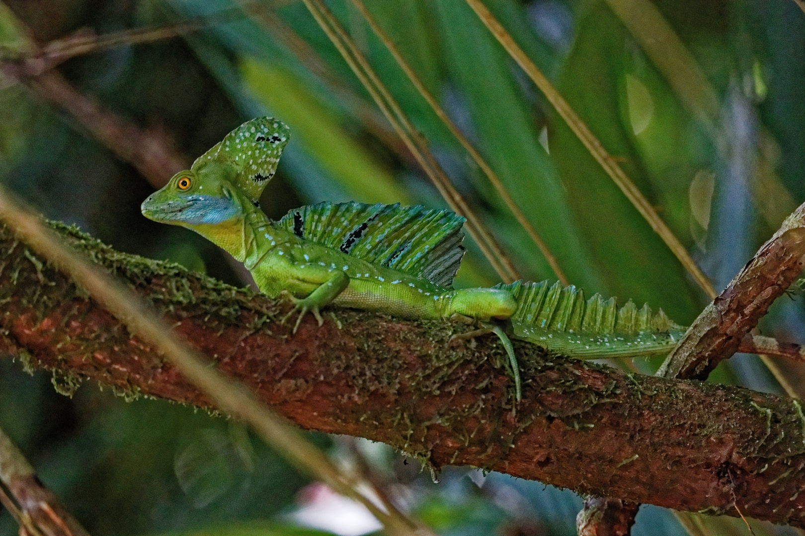 Basilisk_2 Foto & Bild | north america, central america, tiere Bilder ...
