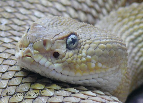 Basilisken-Klapperschlange