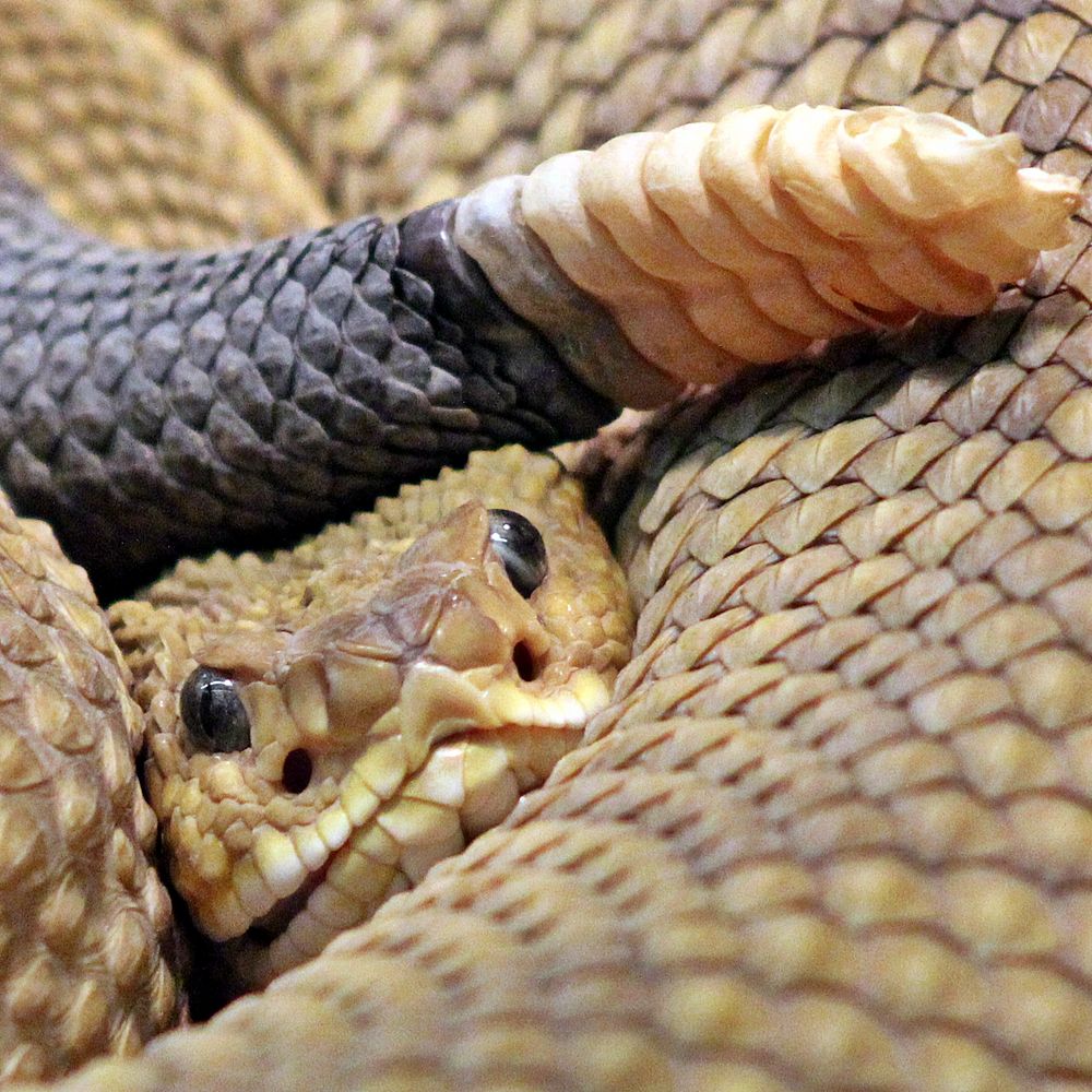 Basilisken-Klapperschlange (Crotalus basiliscus)