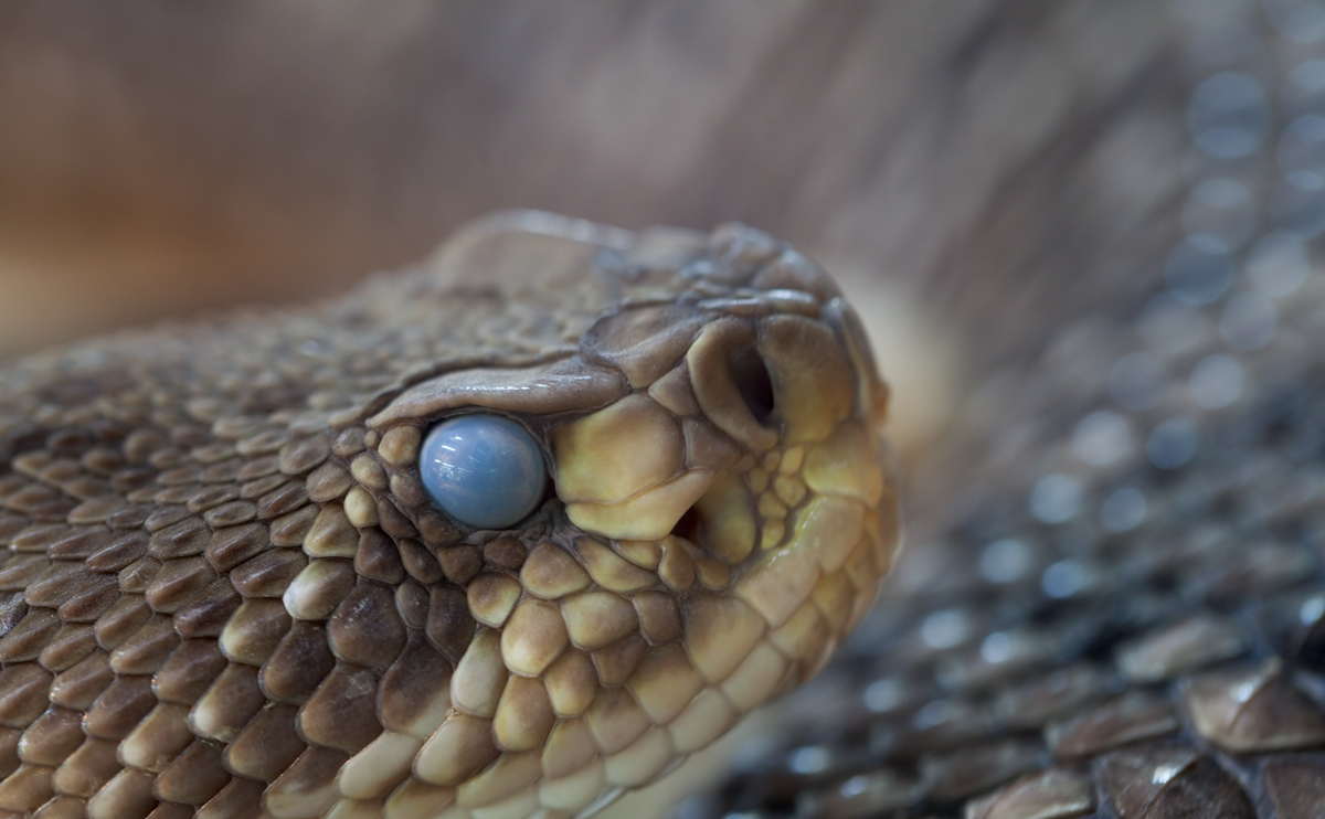 Basilisken-Klapperschlange (Crotalus basiliscus)