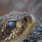 Basilisken-Klapperschlange (Crotalus basiliscus)