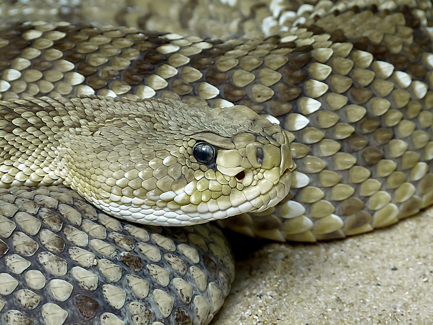 Basilisken- oder Mexikanische Westküstenklapperschlange1 (crotalus basiliscus)