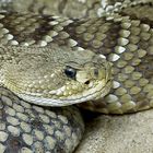 Basilisken- oder Mexikanische Westküstenklapperschlange1 (crotalus basiliscus)