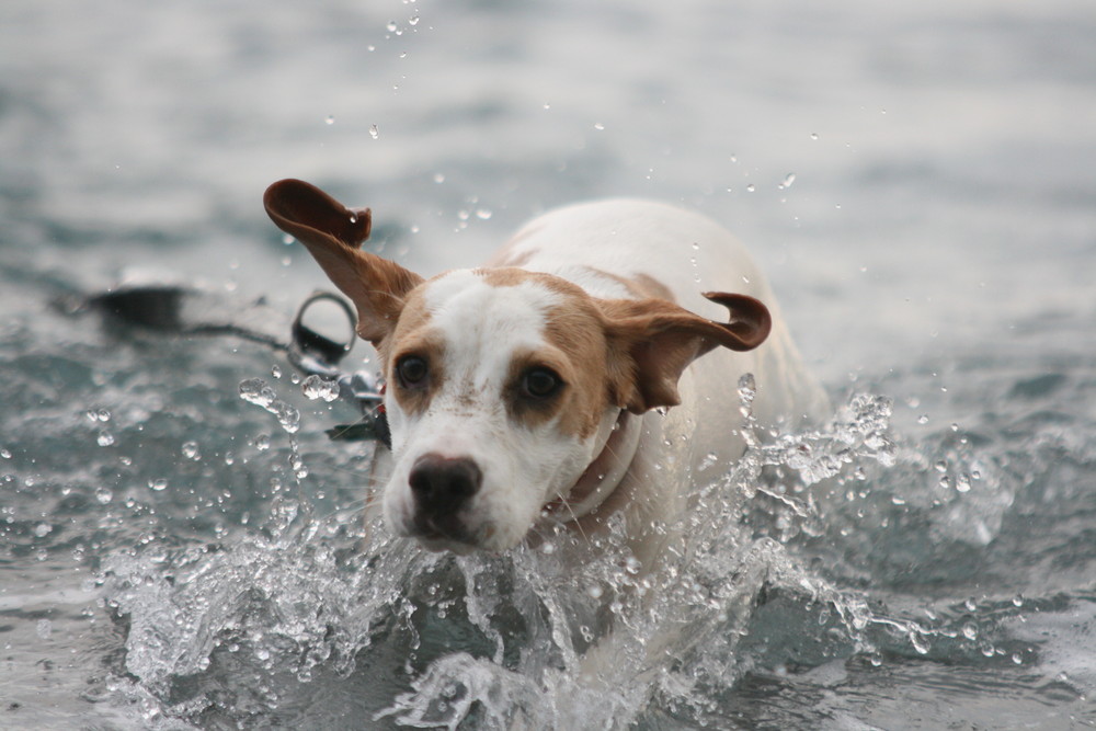 Basja the beagle plays :)