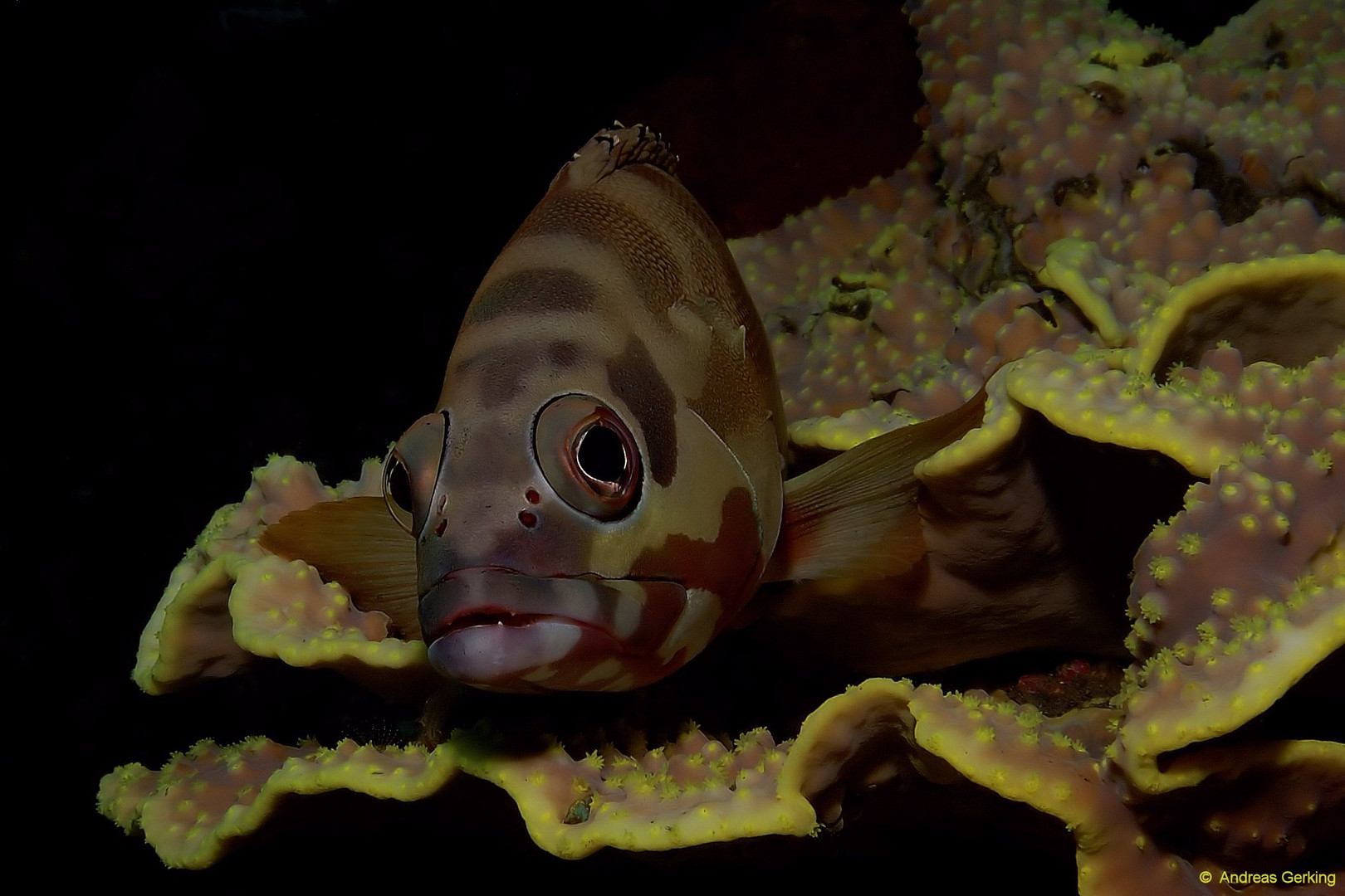 Baskenmützen-Zackenbarsch - Epinephelus fasciatus -