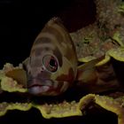 Baskenmützen-Zackenbarsch - Epinephelus fasciatus -