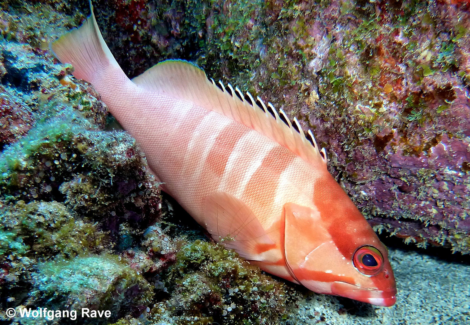 Baskenmützen-Zackenbarsch (Epinephelus fasciatus) - Mauritius (The Wall)