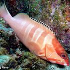 Baskenmützen-Zackenbarsch (Epinephelus fasciatus) - Mauritius (The Wall)