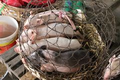 basket full of piglets