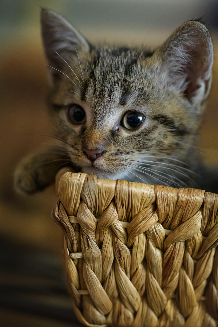 Basket Kitten