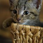 Basket Kitten