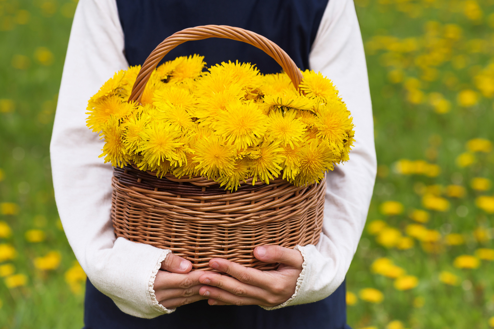 Basket with dandelion yellow flowers.