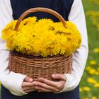 Basket with dandelion yellow flowers.