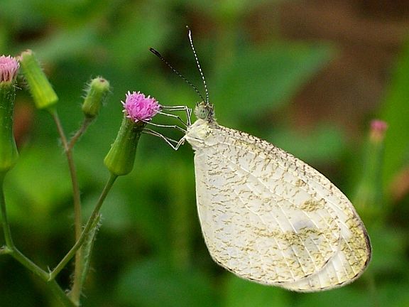 Basking Butterfly