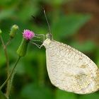 Basking Butterfly