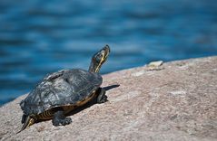 Basking