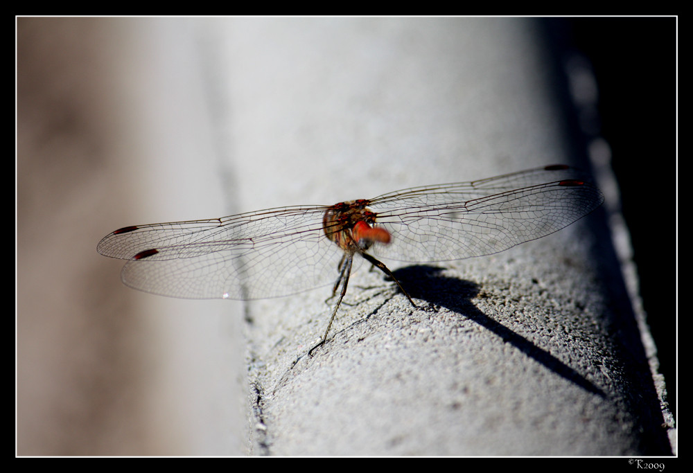 Basking dragonfly