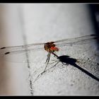 Basking dragonfly