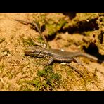 basking lizard