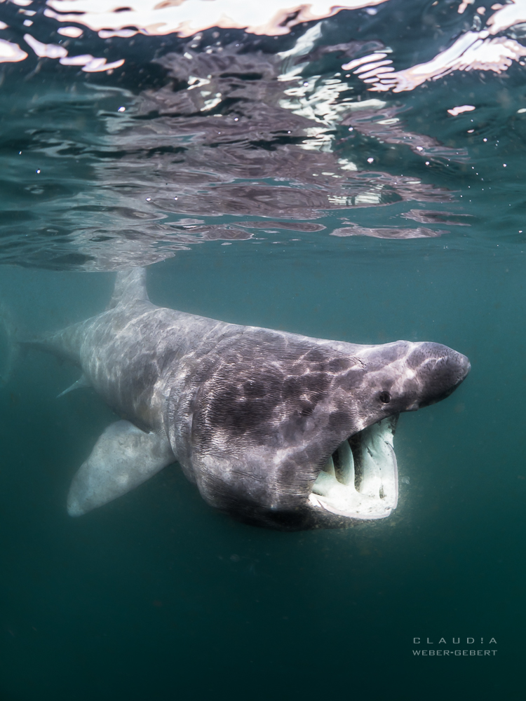 basking shark - Riesenhai 