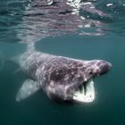 basking shark - Riesenhai 