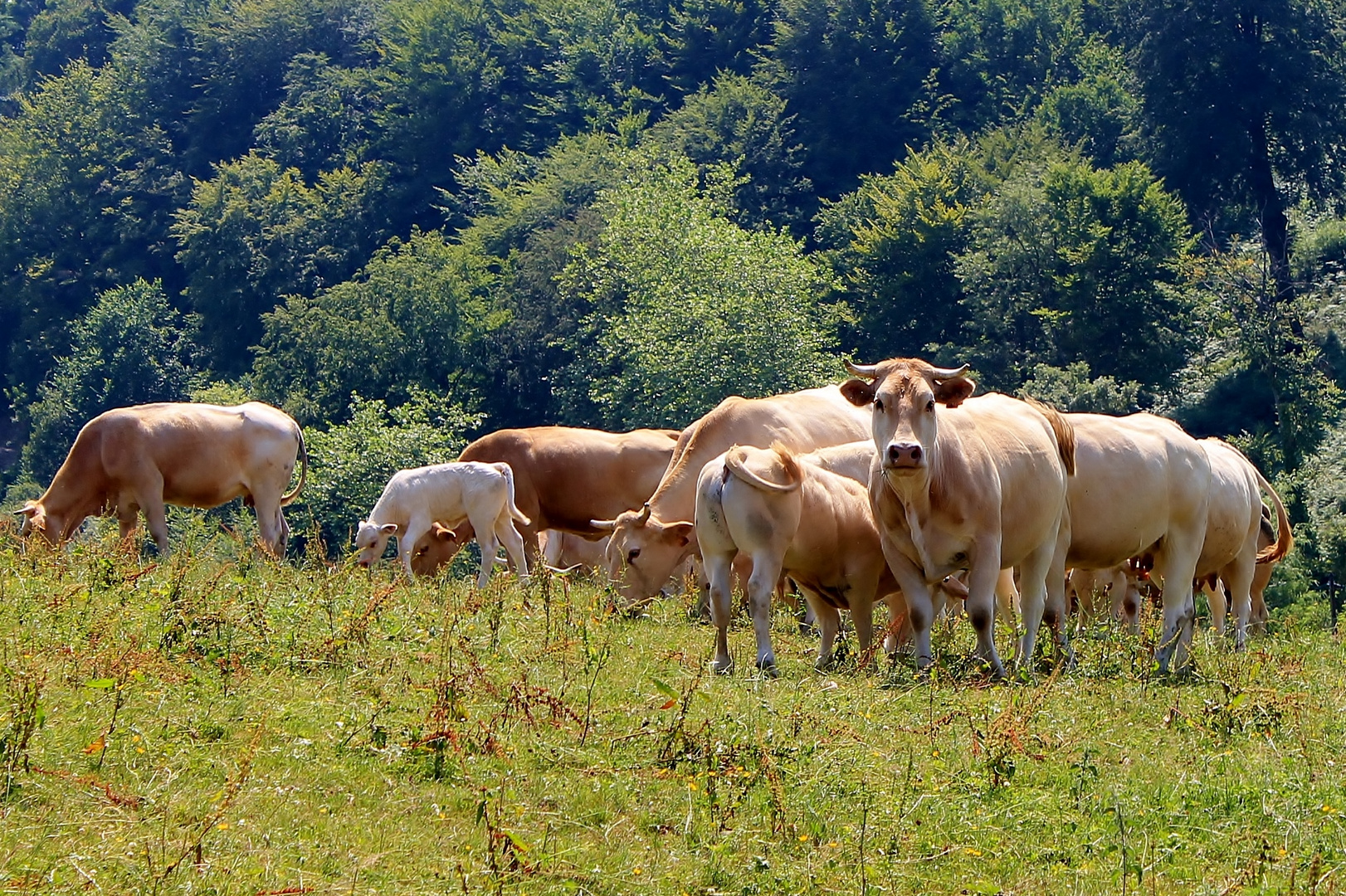 Baskische Kühe