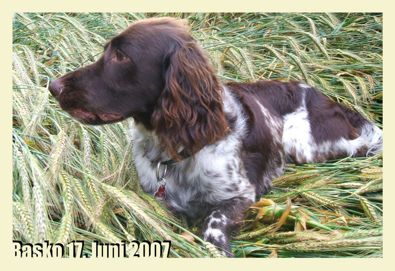 Basko im Feld