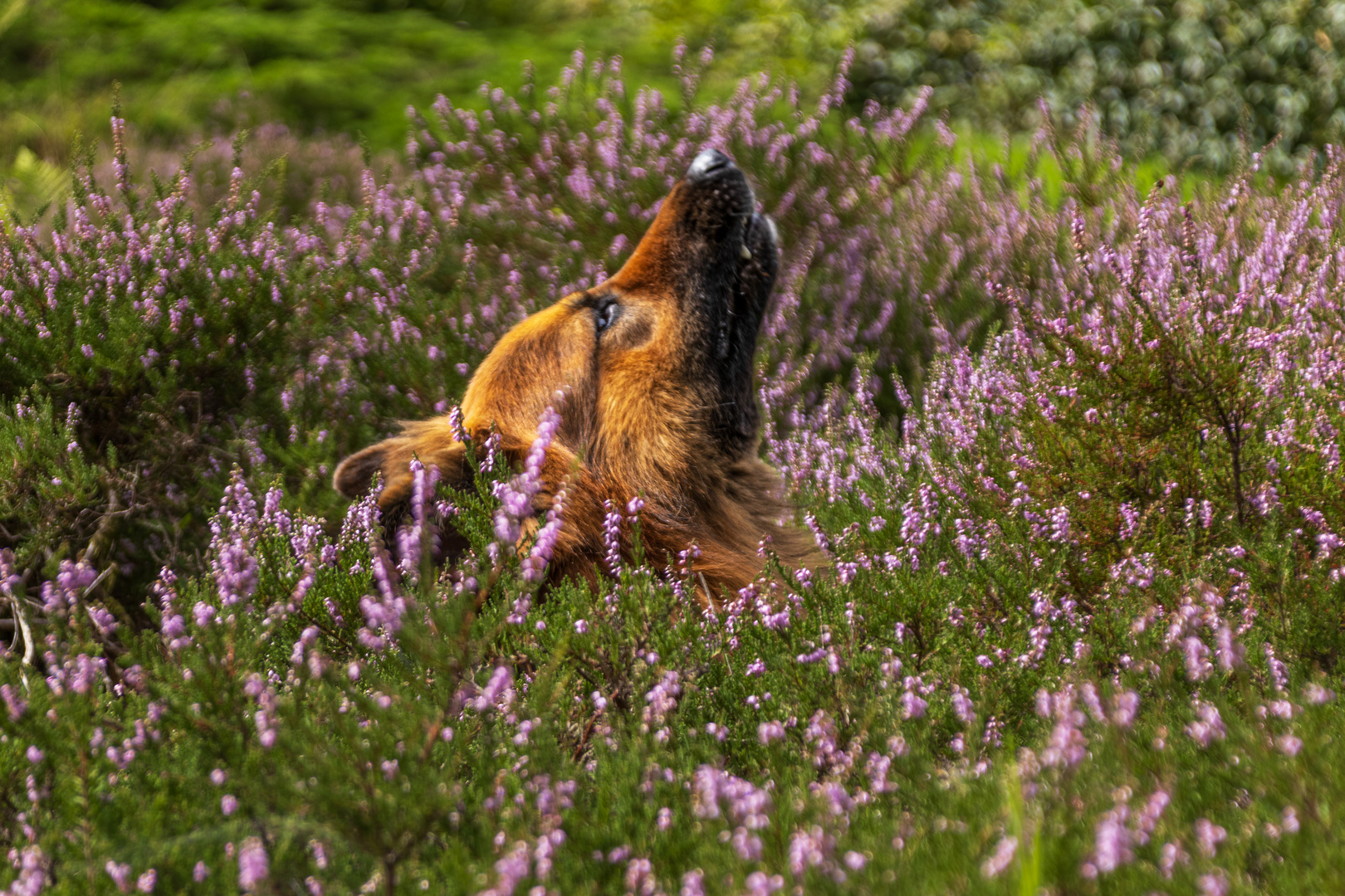 Basko in der Heide