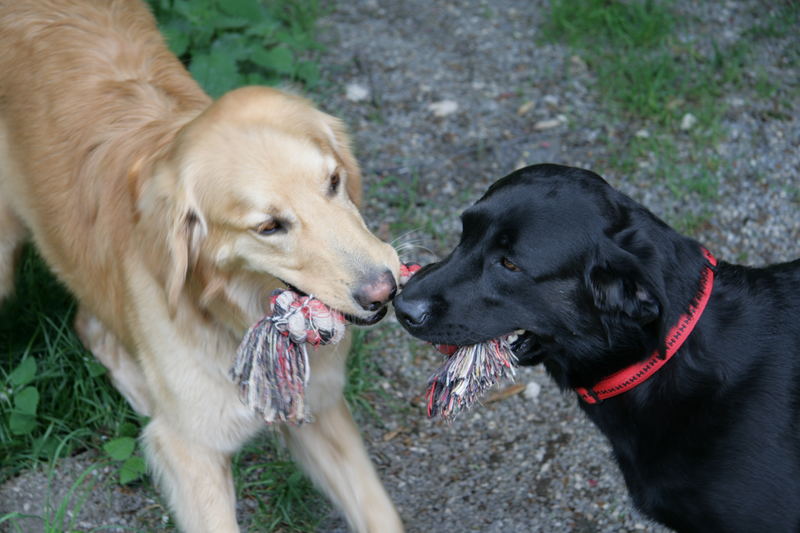 Basko und Rusty